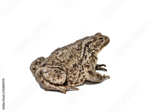 Toad shot on white
