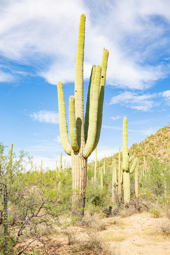 Saguaro National Park in Arizona, USA