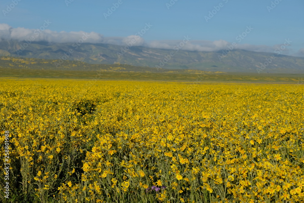 Carrizo Plains Flowers Spring Bloom 