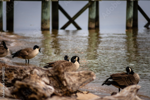 ducks in the water photo