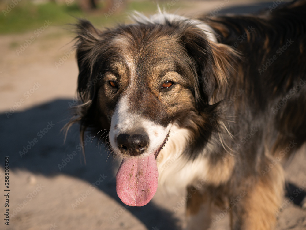 Fototapeta premium Chien de ferme