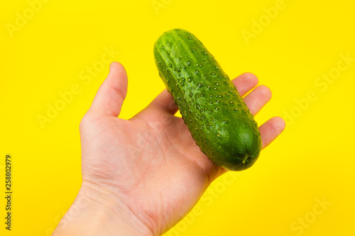 A man cook hand holding a colorful fresh green cucumber, isolated on yellow background. White male hand showing a fresh delicious tomato.