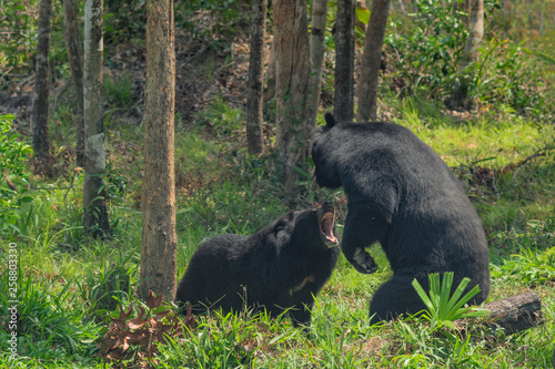 The quarrel of two Asiatic black bears (Ursus thibetanus), also known as the moon bear or the Himalayan bear.