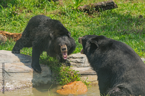 The quarrel of two Asiatic black bears (Ursus thibetanus), also known as the moon bear or the Himalayan bear photo