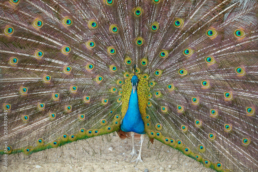 Obraz premium Blue Peacock. A male blue peacock with colorful open feathers filling the entire frame.