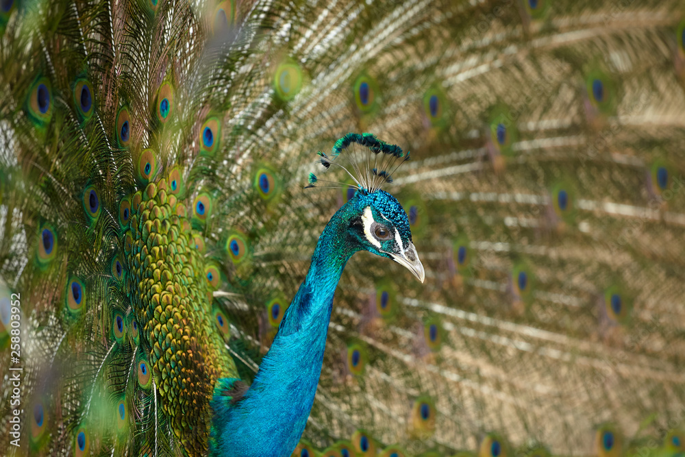 Fototapeta premium Adult male blue peacock showing its colorful feathers, close up portrait.