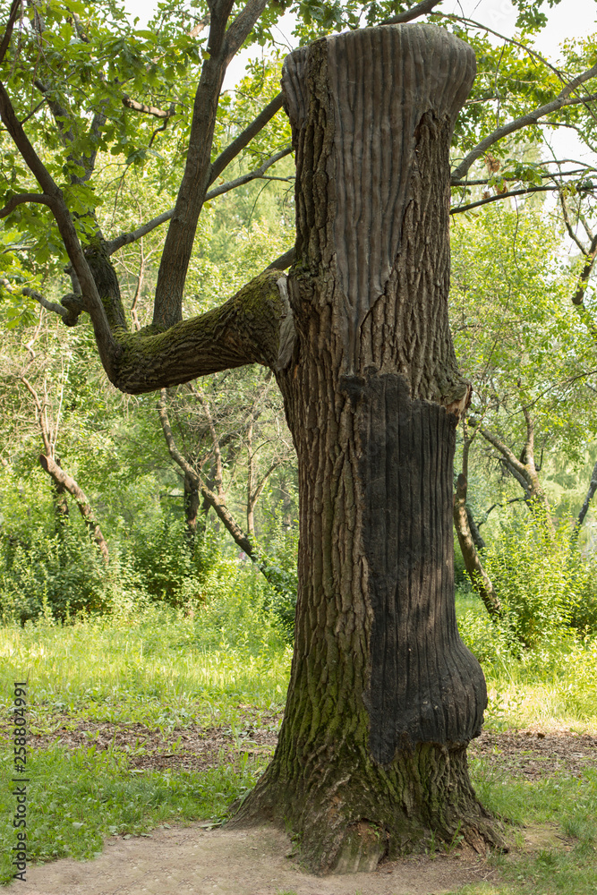An old dead tree stands among a forest under a blue sky. The tree has a woodpecker's hole towards the top. There's branches and twigs still on the tree.