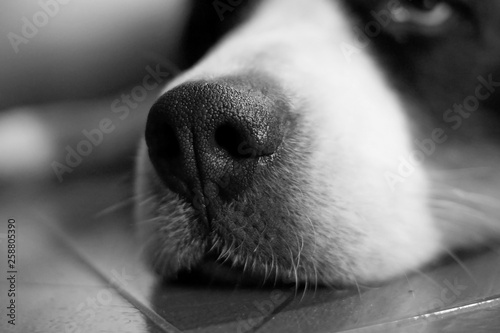 Lovely and beautiful close up portrait of a Bernese Mountain Dog of his nose and eye resting