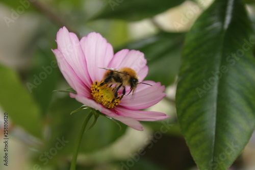 Butinage cosmos