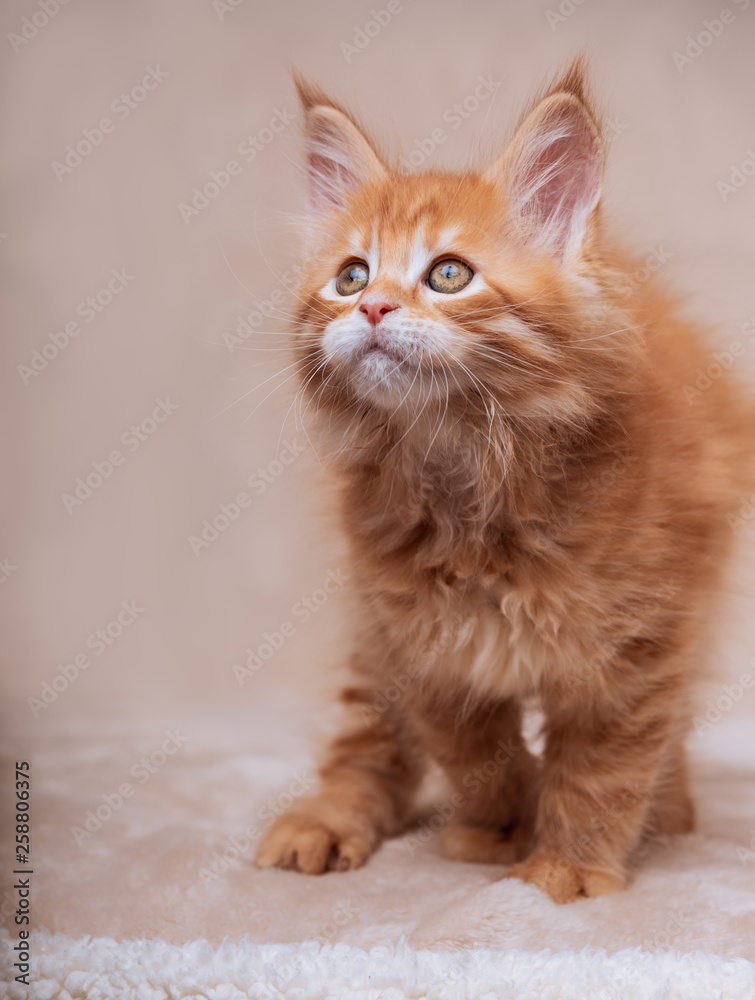 Funny adorable red solid maine coon kitten sitting with beautiful brushes on the ears on soft background and looking up.