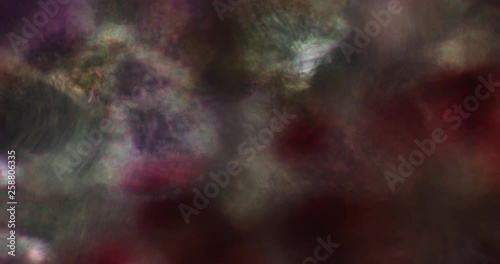 Microskopie eines Bakteriums