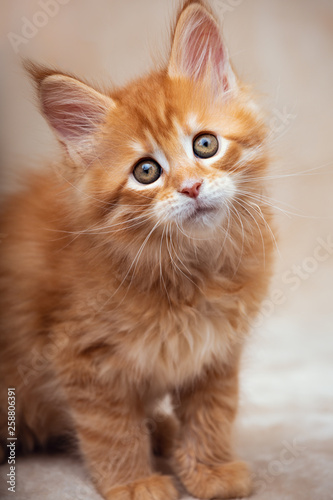 Funny adorable red solid maine coon kitten sitting with beautiful brushes on the ears on soft background and looking cute. Closeup