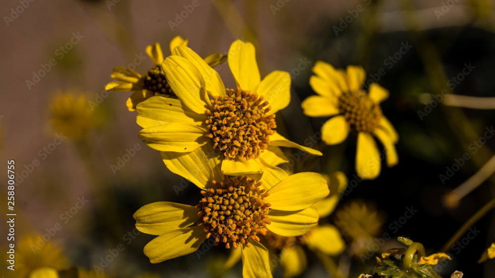 Brittle bush in full bloom in Mojave desert with bright yellow daisy like flowers. Brittle bush in full bloom in Mojave desert with bright yellow daisy like flowers.