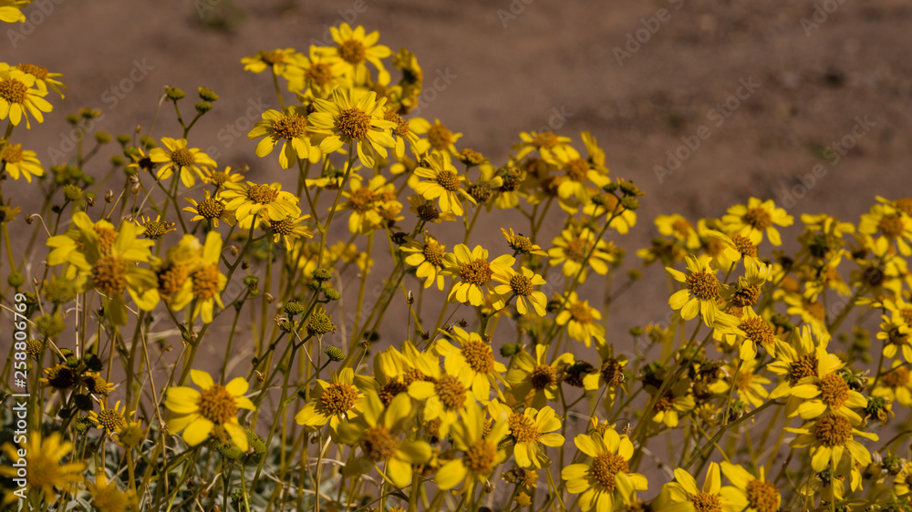 Obraz premium Brittle bush in full bloom in Mojave desert with bright yellow daisy like flowers. 