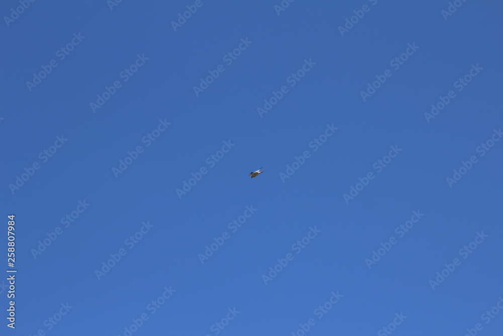Birds usually sit on the branches and fly occasionally. Birds usually sit on the branches and fly occasionally.