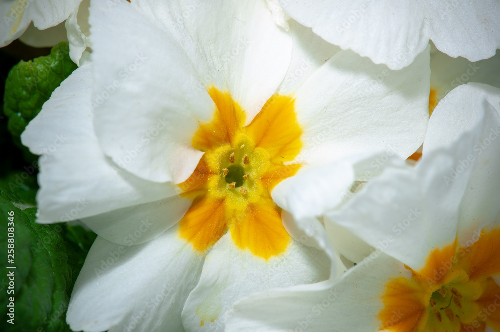 Primula, or primrose Bloom with water drops, macro Primula, or primrose Bloom with water drops, macro
