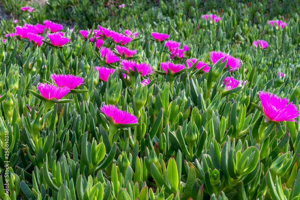 Lilac flowers Portulak on the Mediterranean coast, Cabo de Palos, La Manga, Spain. Lilac flowers Portulak on the Mediterranean coast, Cabo de Palos, La Manga, Spain.
