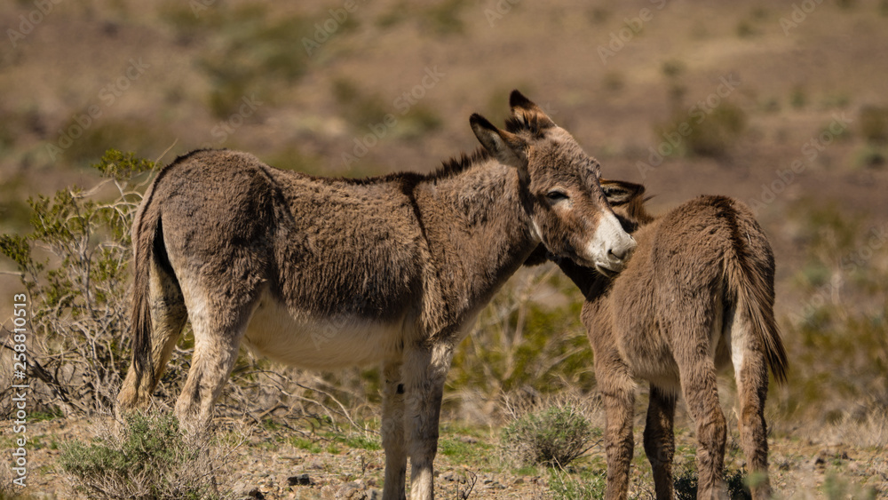 Wild burros near Death Valley California. 