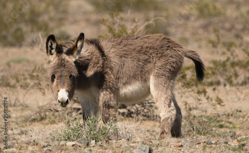 Fuzzy baby donkey or wild burro