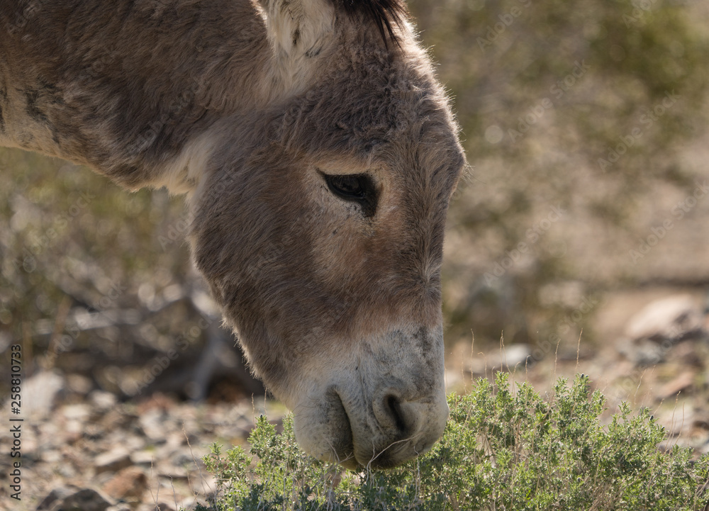 Fototapeta premium Donkey eating desert brush in Mojave. 
