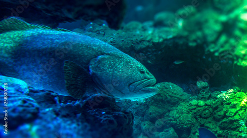 Giant Grouper © Links Productions
