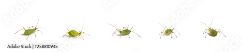 green aphid photo