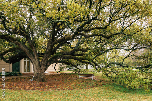 A tree in Houston, Texas