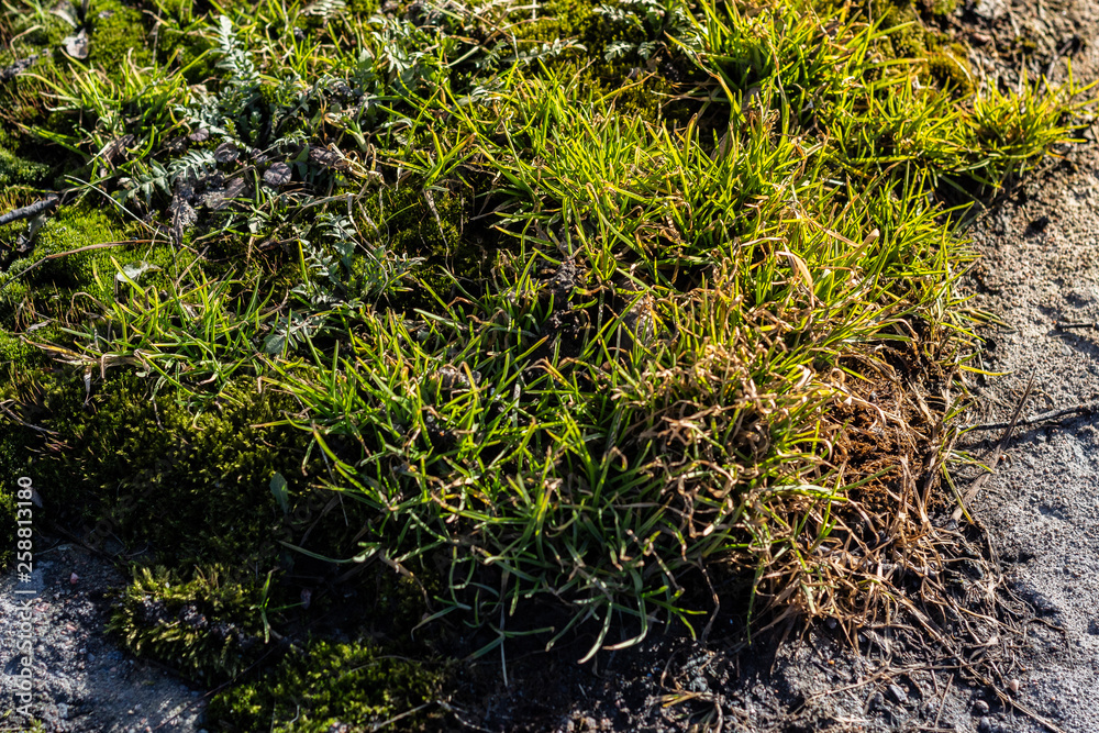 first spring grass on the rocks