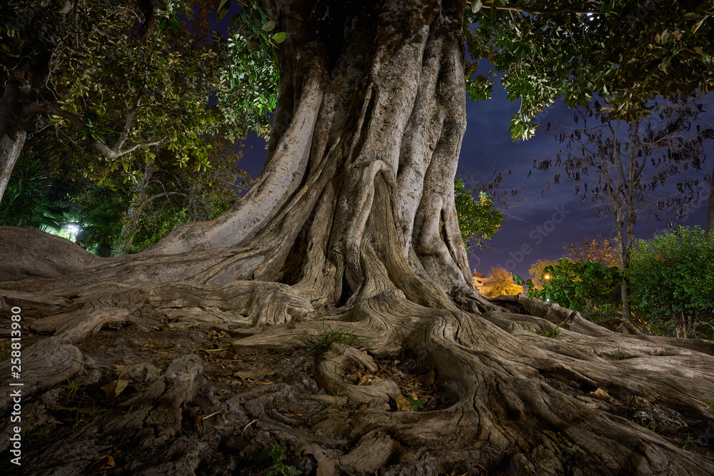 The great tree at Murillo Gardens, Seville, Spain The great tree at Murillo Gardens, Seville, Spain