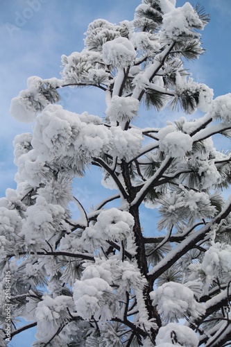 Snow on Pine