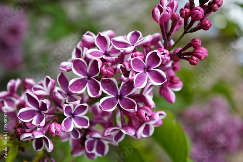 Variegated lilac