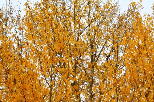 Aspen leaves in fall