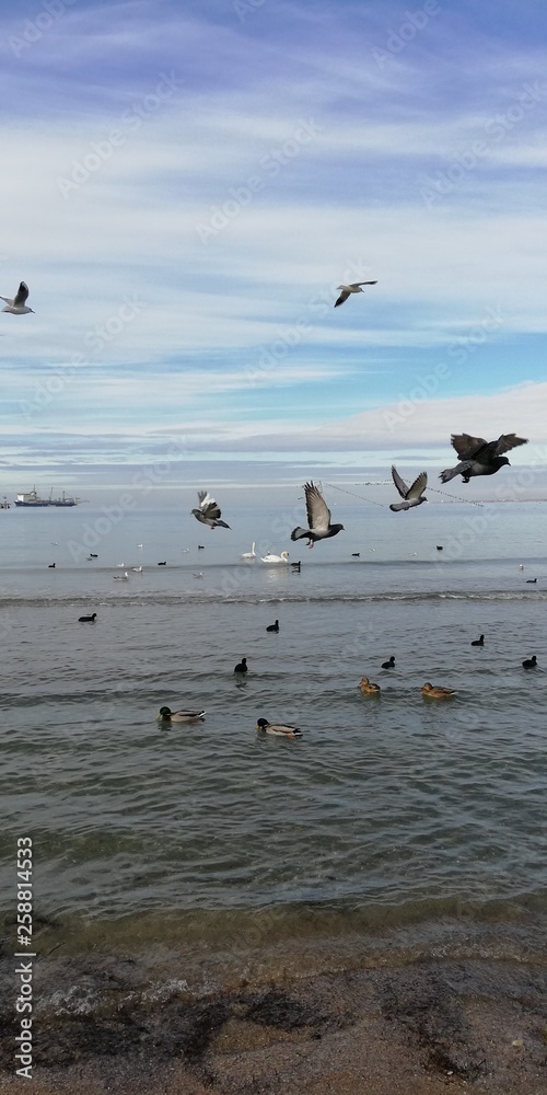 Sense of flight. Birds on the background of the sea