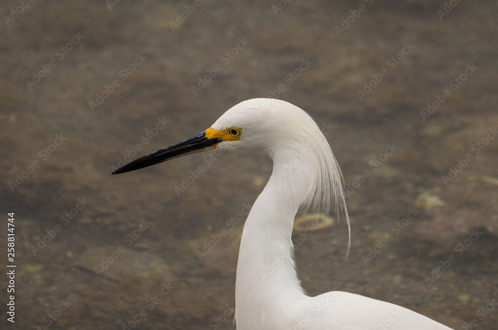 Snowy Egret fishing in shallow water. Snowy Egret fishing in shallow water.