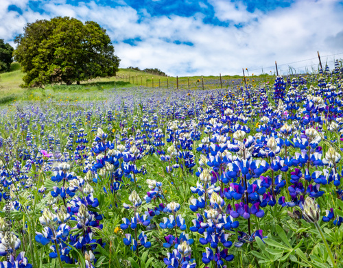 A super bloom ("superbloom") of colorful blue and purple Sky Lupine wildflowers (Lupinus nanus) covers the ground in the hills of Monterey, California, with a with Coastal Live Oak tree in background.