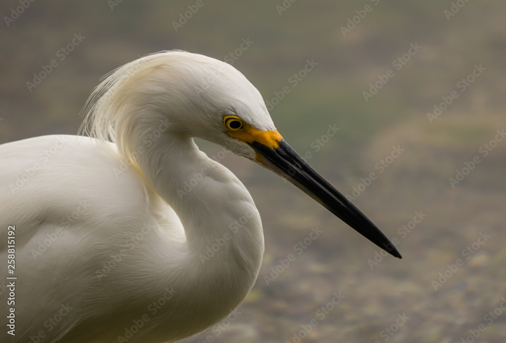 snowy egret wading in search of food