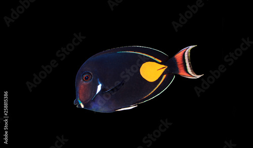 Achilles Surgeon Fish Tang - (Acanthurus achilles)