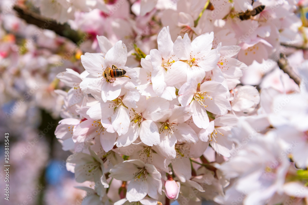 Close up view of bee breeding collect pollen from beautiful blooming Japanese cherry blossom flowers, sakura tree, in spring season over blurry pink tone from sakura petals background . Close up view of bee breeding collect pollen from beautiful blooming Japanese cherry blossom flowers, sakura tree, in spring season over blurry pink tone from sakura petals background .