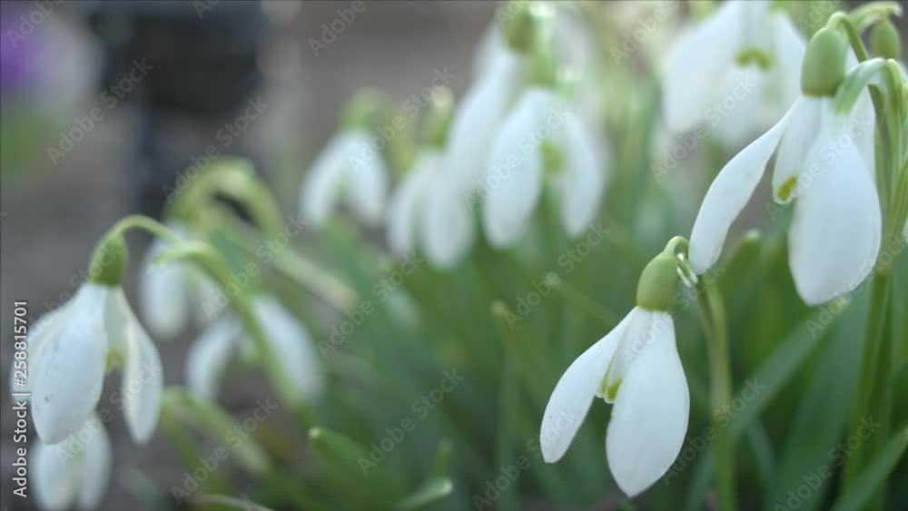 Snowdrop or galanthus flower macro, panning shot, shallow depth of field Snowdrop or galanthus flower macro, panning shot, shallow depth of field