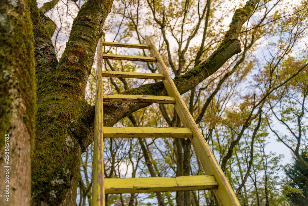 Low angel view from human climbing , vintage rough yellow ladder lean against on bough of big tree, background of spring foliage and blue sky. High goal, aim or target to climb.