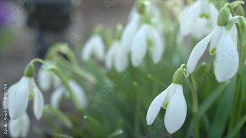 Snowdrop or galanthus flower macro, panning shot, shallow depth of field photo