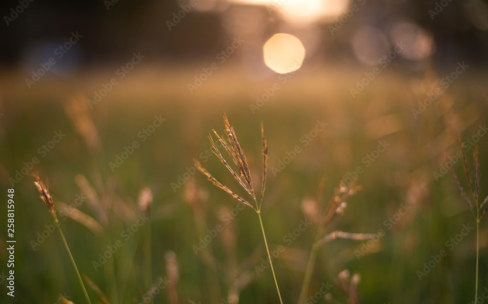 Close-up view of grass in field