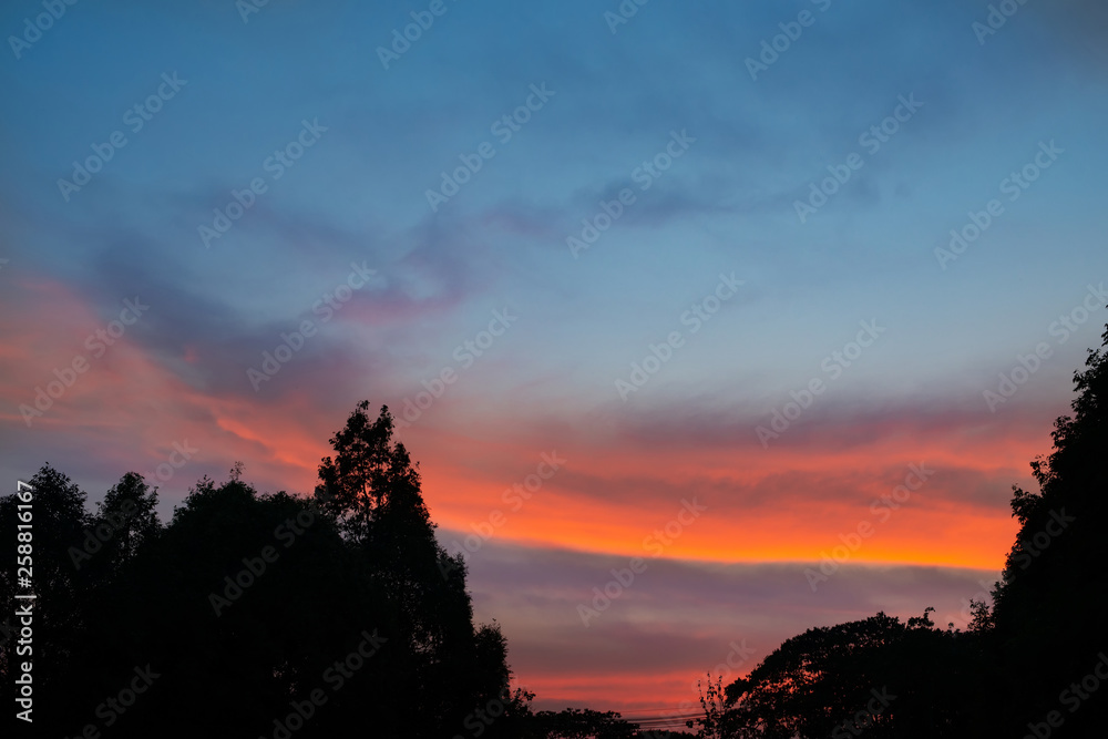Silhouette of trees and evening sky