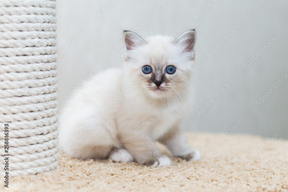 kitten cat breed sacred burma on a light background