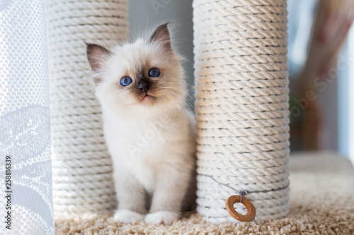 Fotografi kitten cat breed sacred burma on a light background