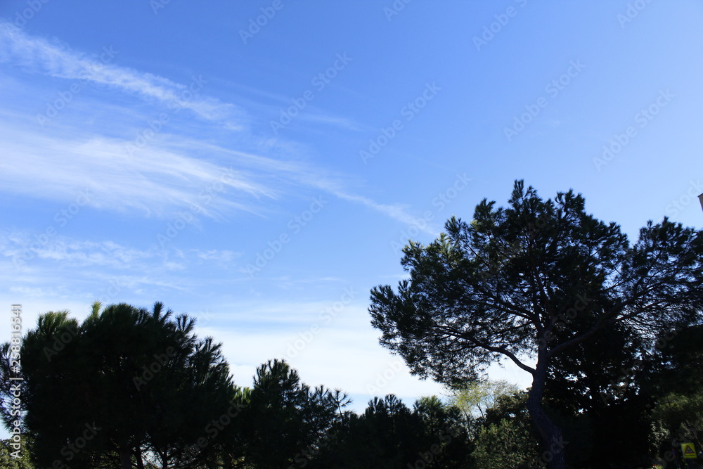 Obraz premium CIELO AZUL TRAS LOS ÁRBOLES A CONTRA LUZ, CIELO AZUL, ARBOLES, PAISAJE, NATURALEZA