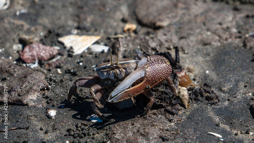 Fiddler crab on the mud flats with big claw. 