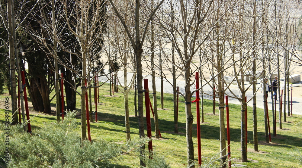 INJERTOS DE ARBOLES EN RETÍCULAS, árbol, naturaleza, otoñal, paisaje, verde, caer, madera, césped, hojas, INJERTOS DE ARBOLES EN RETÍCULAS, árbol, naturaleza, otoñal, paisaje, verde, caer, madera, césped, hojas,