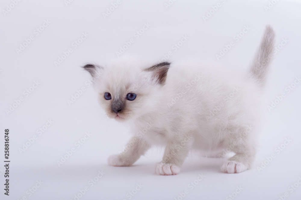 kitten cat breed sacred bIrma on a white background