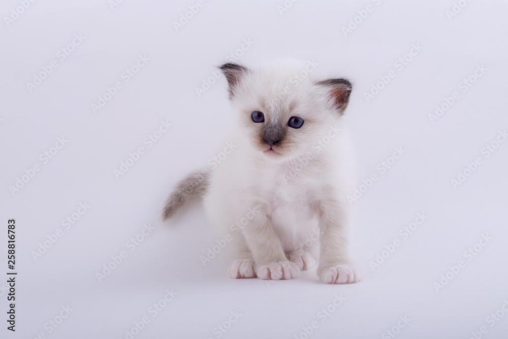 kitten cat breed sacred bIrma on a white background